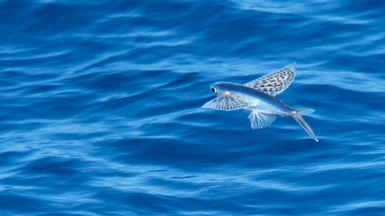Fliegender Fisch